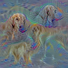n02099429 curly-coated retriever